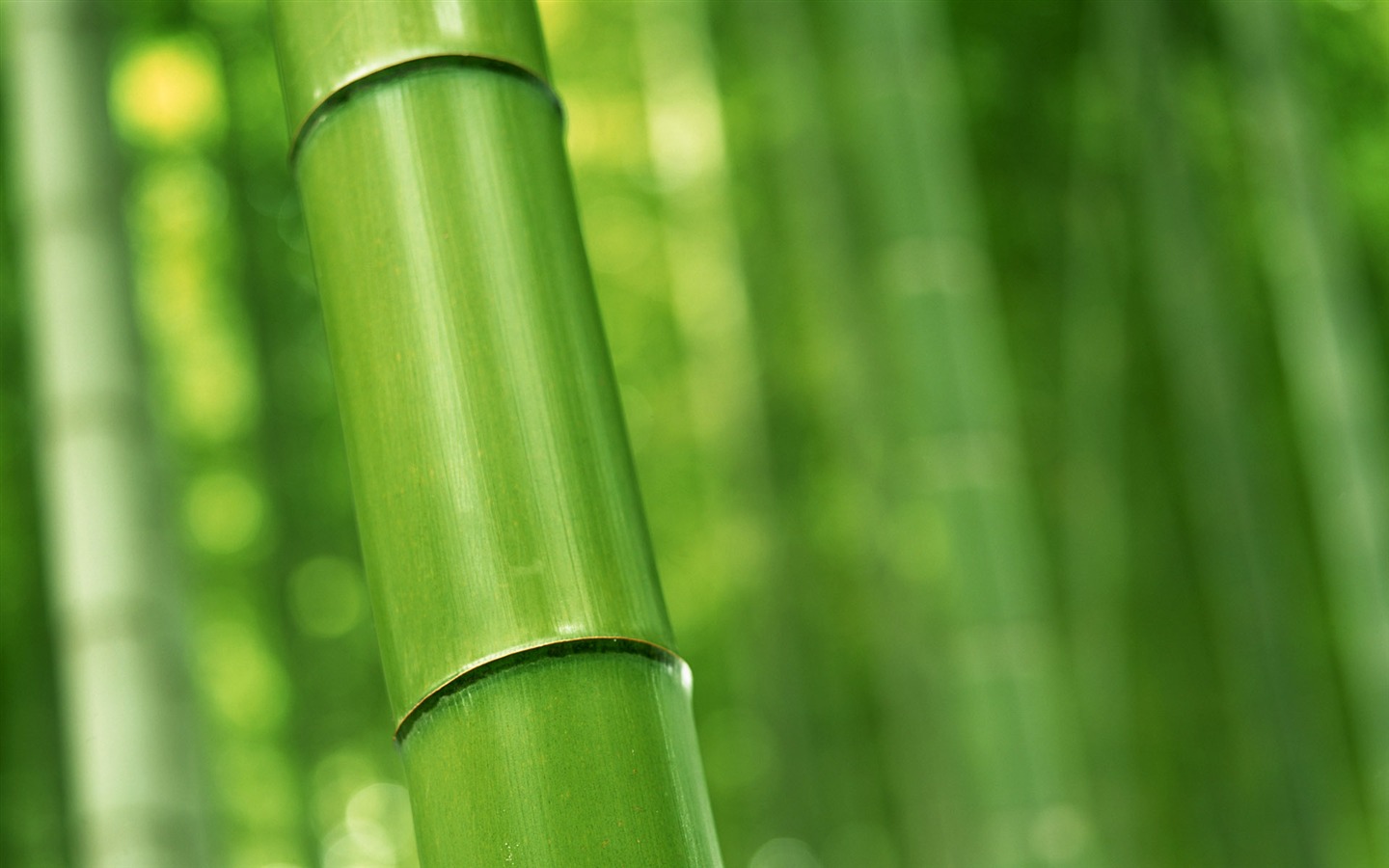 Verde álbumes fondo de pantalla de bambú #16 - 1440x900