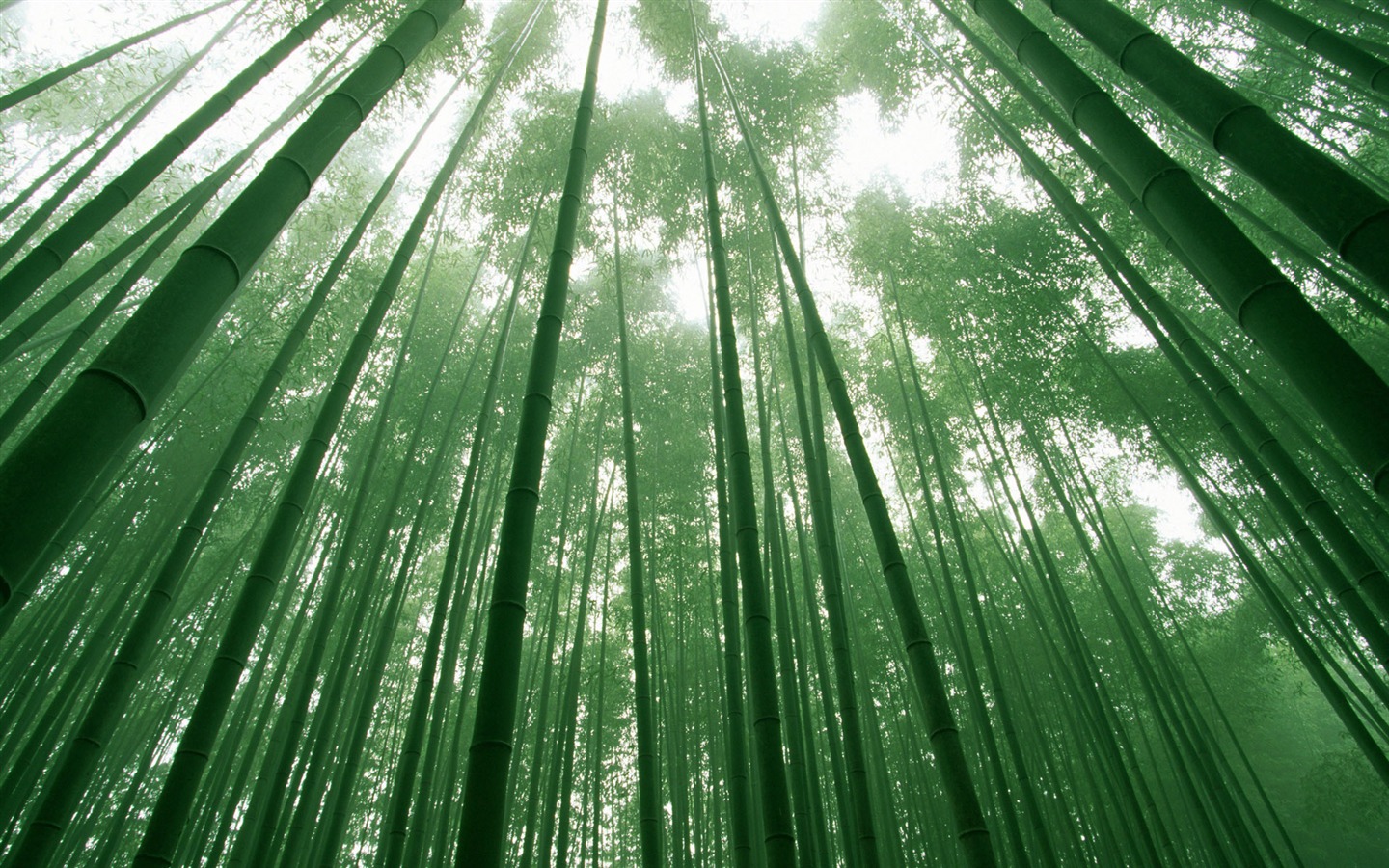 绿色竹林 壁纸专辑17 - 1440x900
