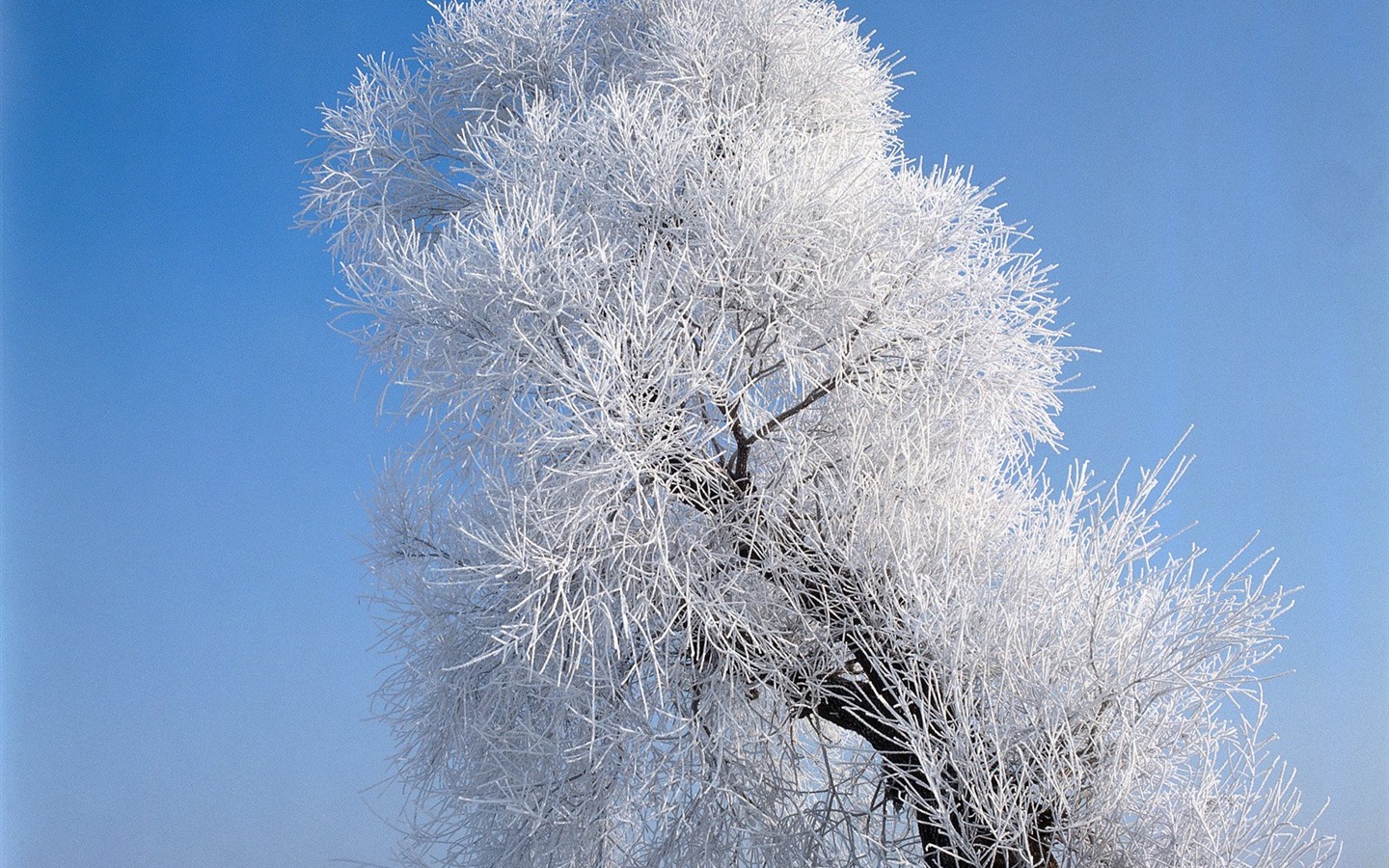 冬天雪景壁纸2 - 1440x900