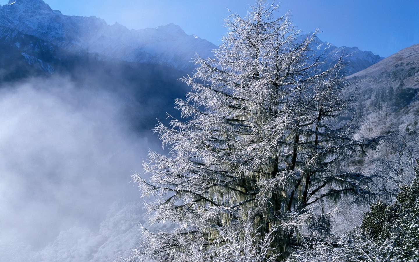 冬天雪景壁紙 #3 - 1440x900