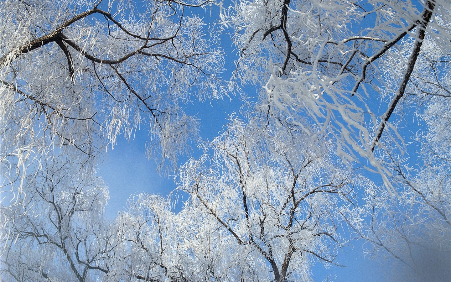 冬天雪景壁纸10 - 1440x900