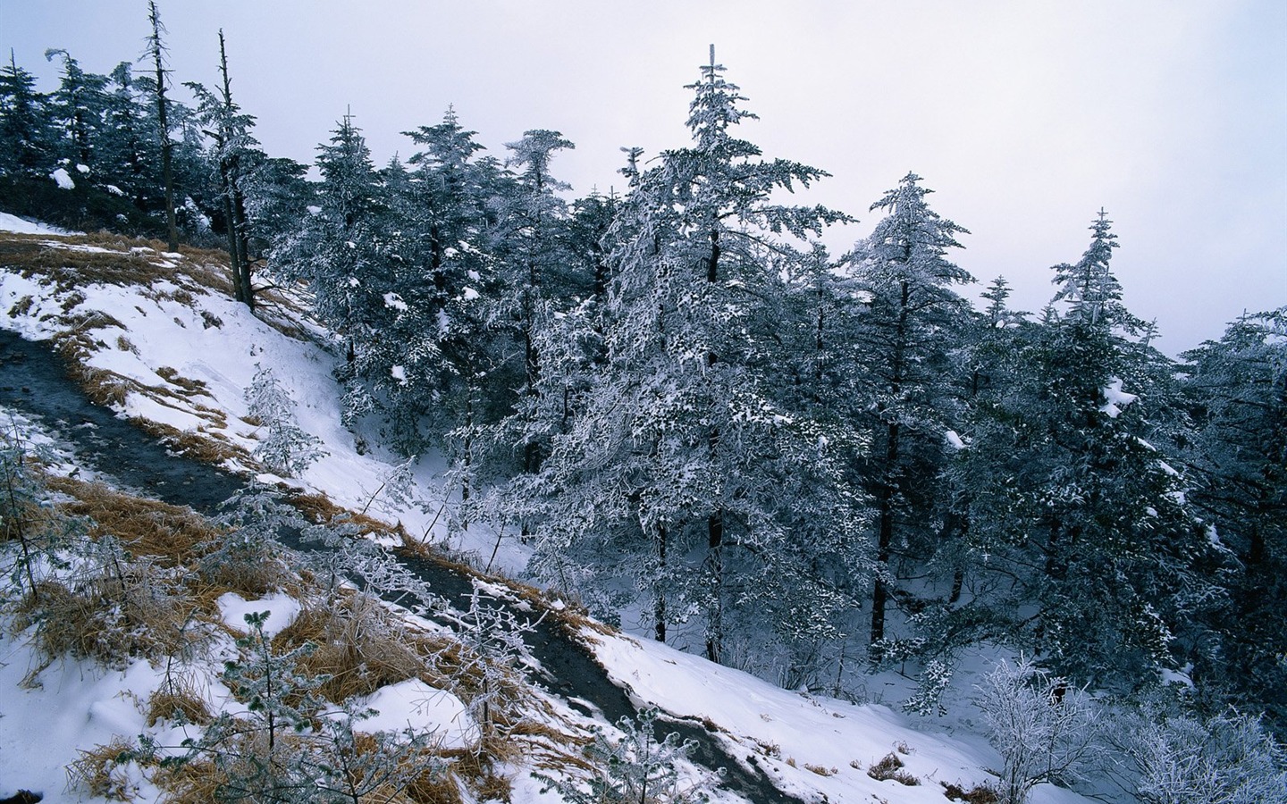 冬天雪景壁纸13 - 1440x900