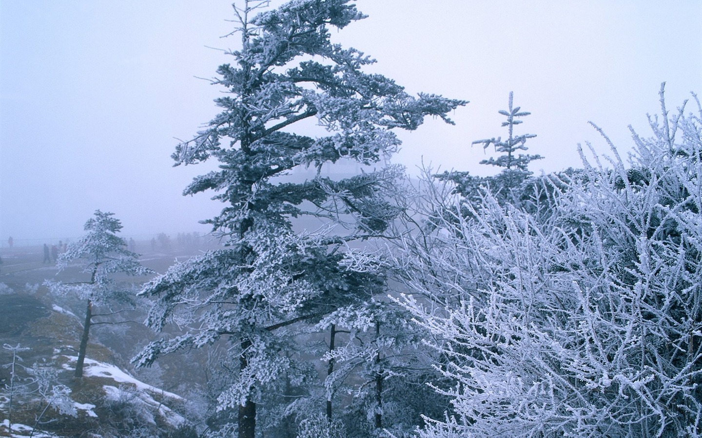 冬天雪景壁纸15 - 1440x900