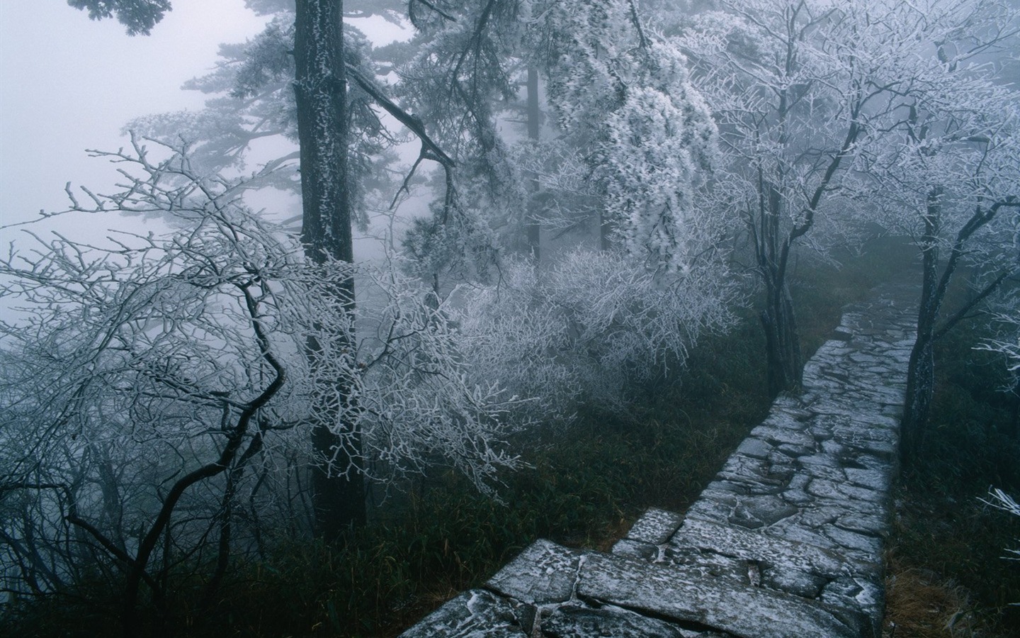 冬天雪景壁紙 #17 - 1440x900