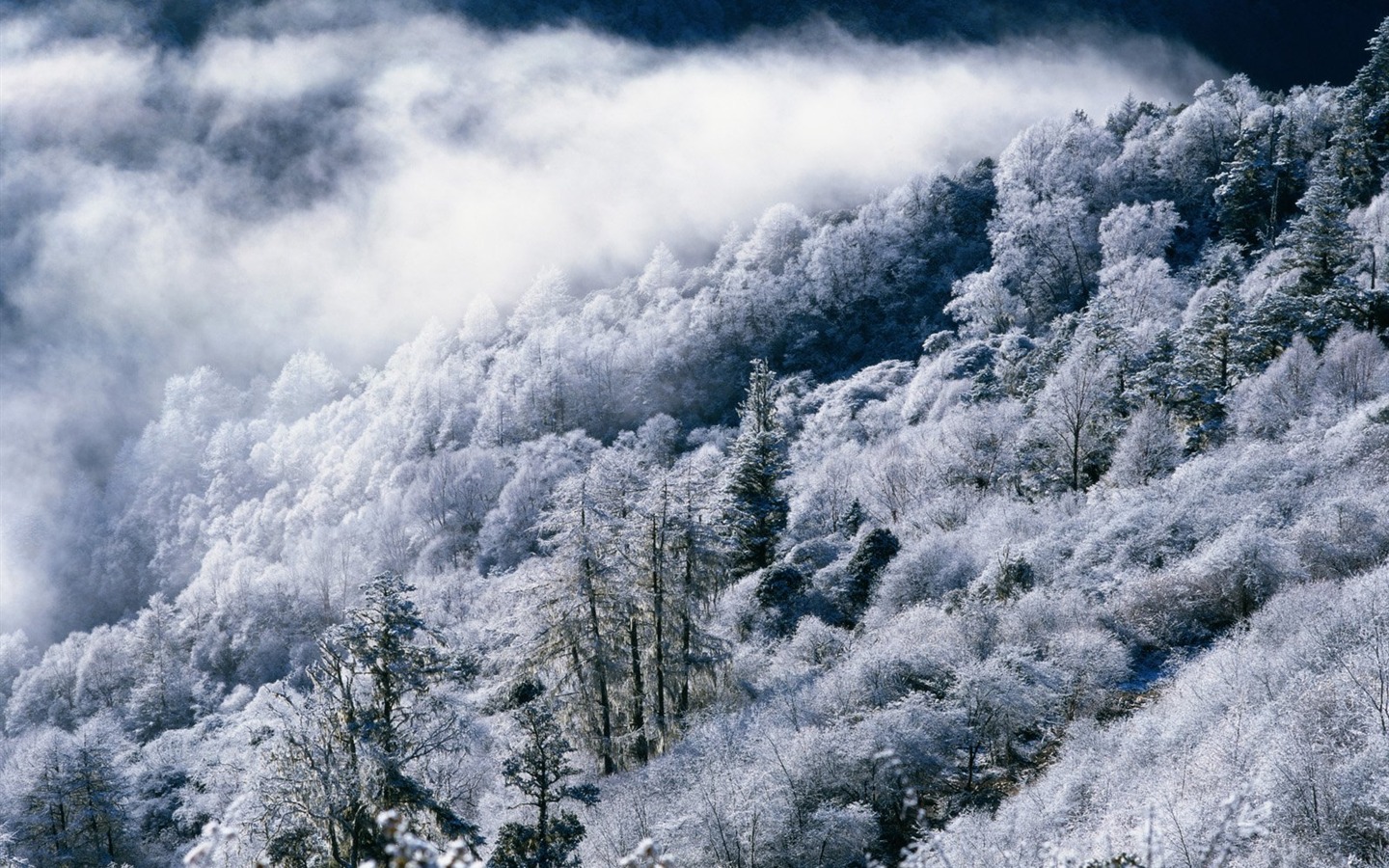 冬天雪景壁纸28 - 1440x900