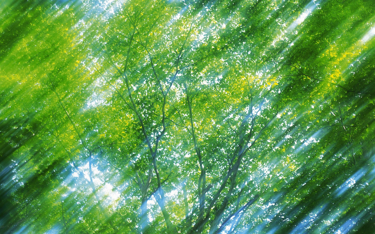 绿叶写真 壁纸(五)5 - 1440x900