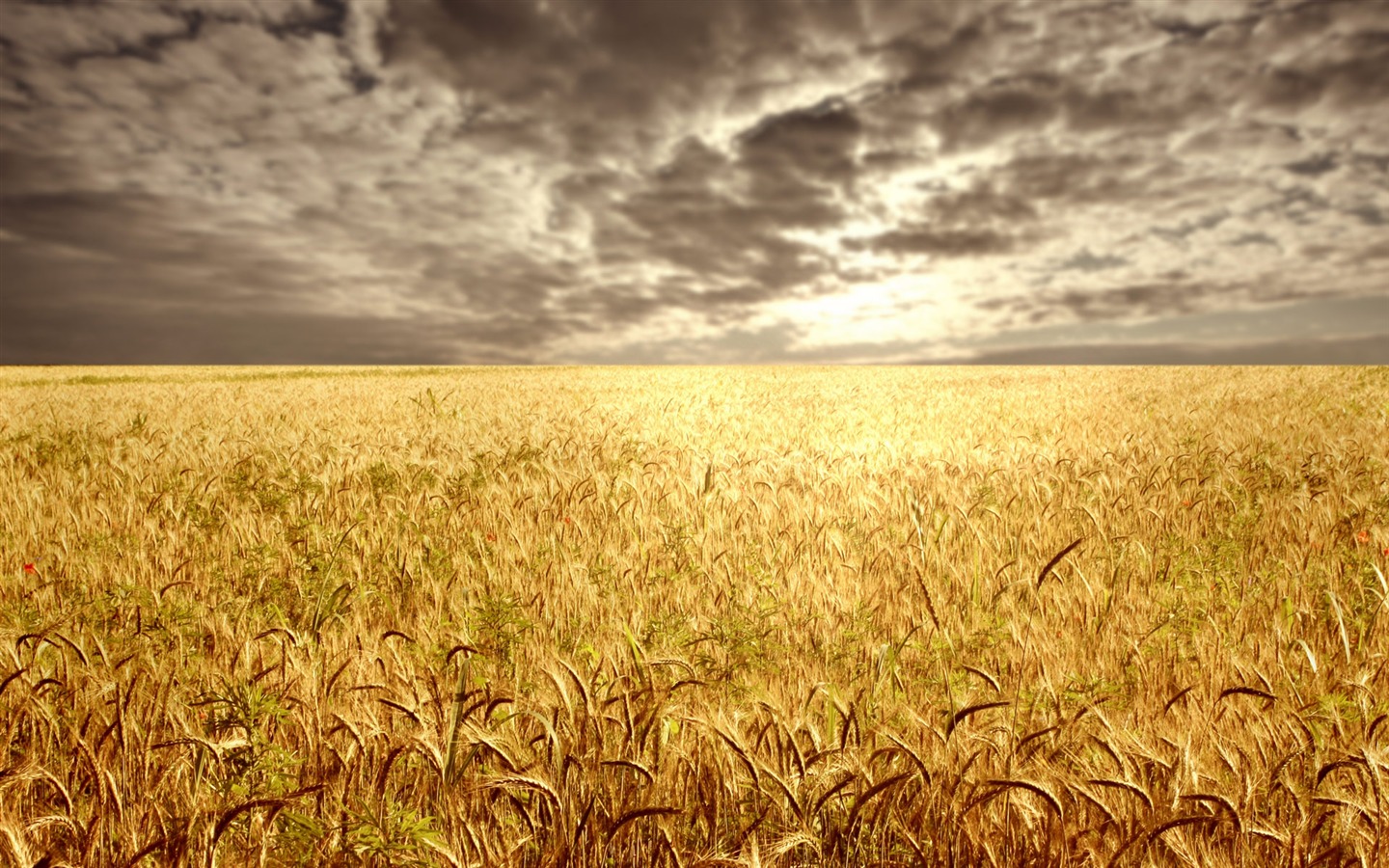 Fond d'écran du blé (1) #8 - 1440x900
