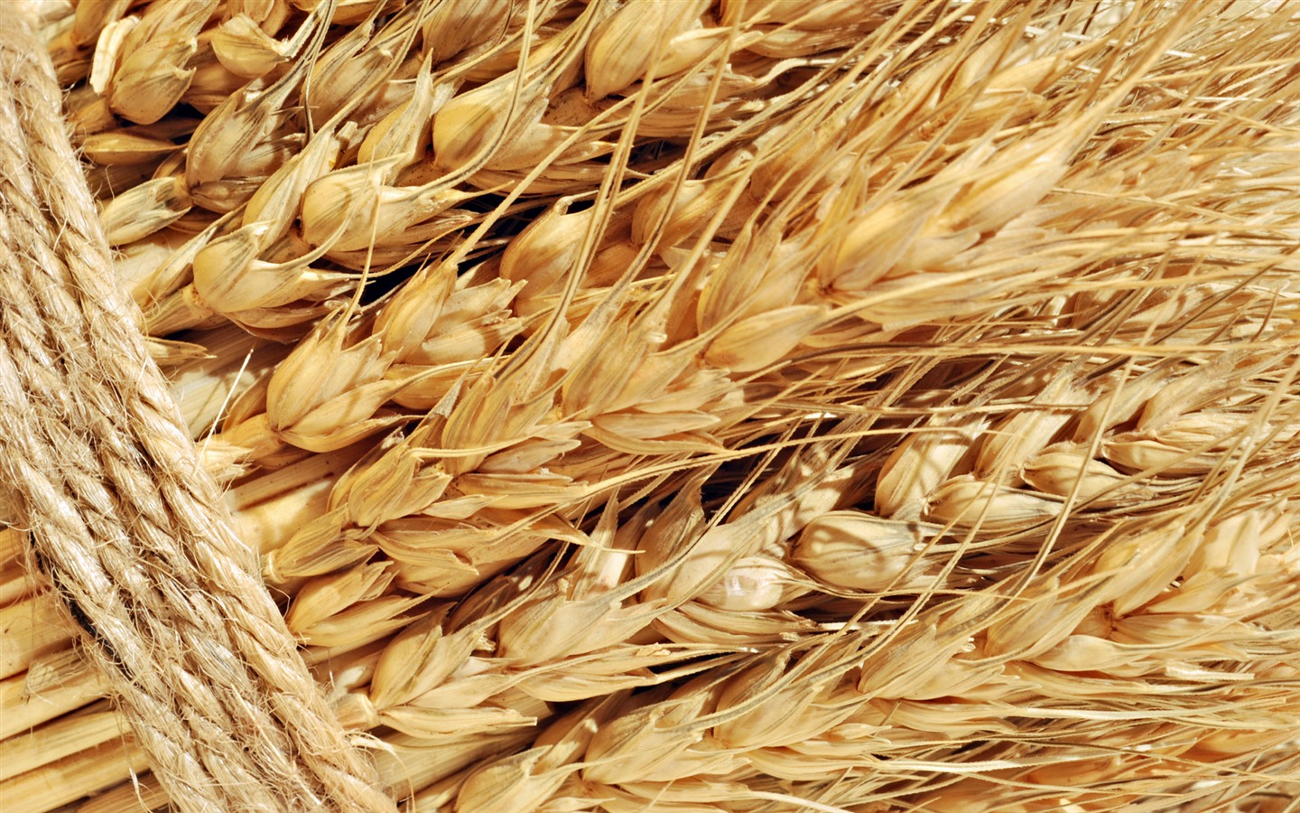 Fond d'écran du blé (1) #15 - 1440x900