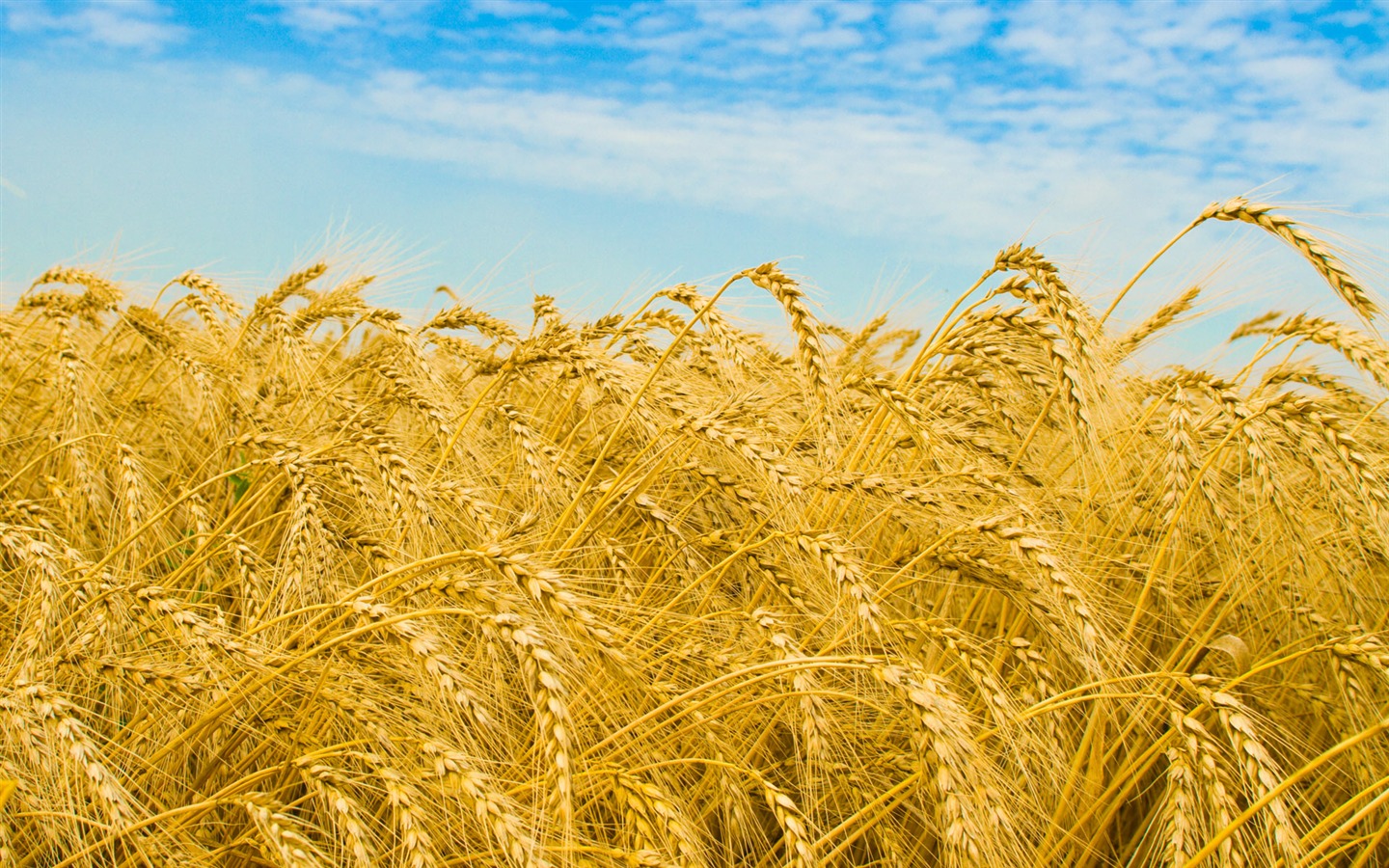 Fond d'écran du blé (1) #18 - 1440x900