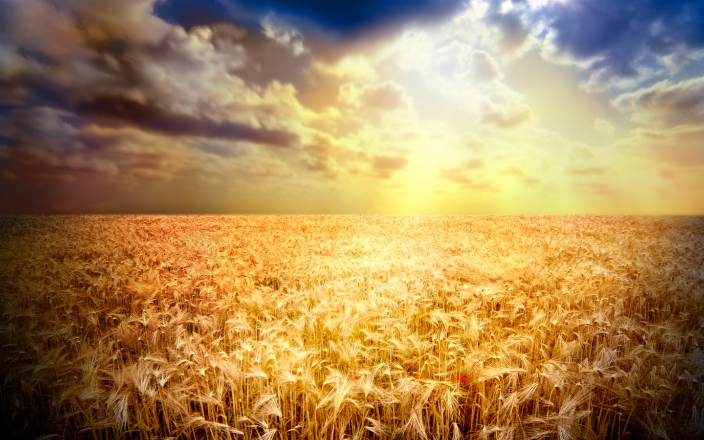 Fond d'écran du blé (2) #17 - 1440x900