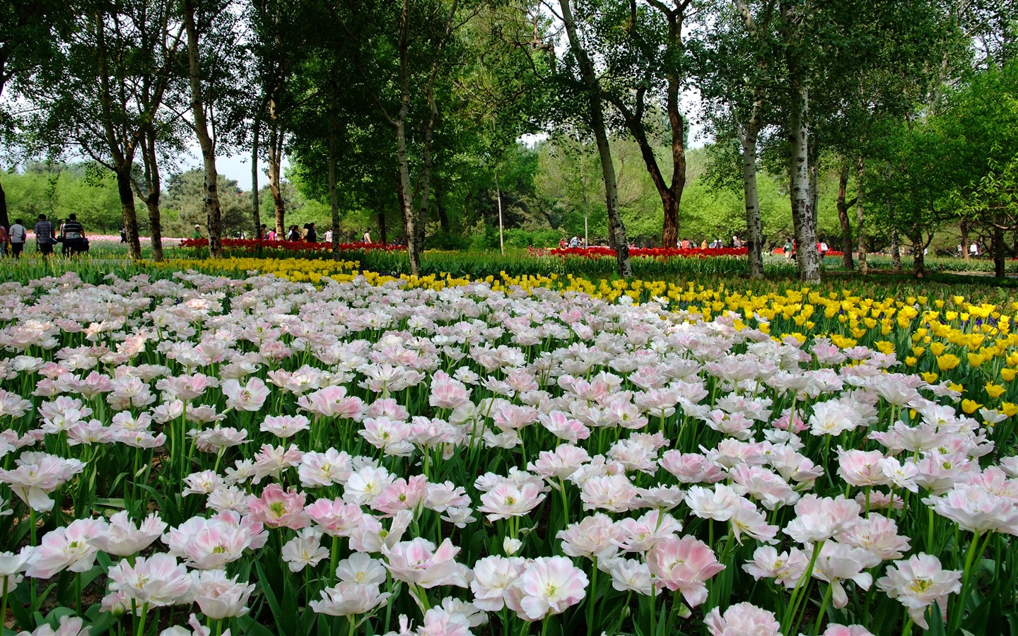 jardin Xiangshan début de l'été (travaux barres d'armature) #5 - 1440x900