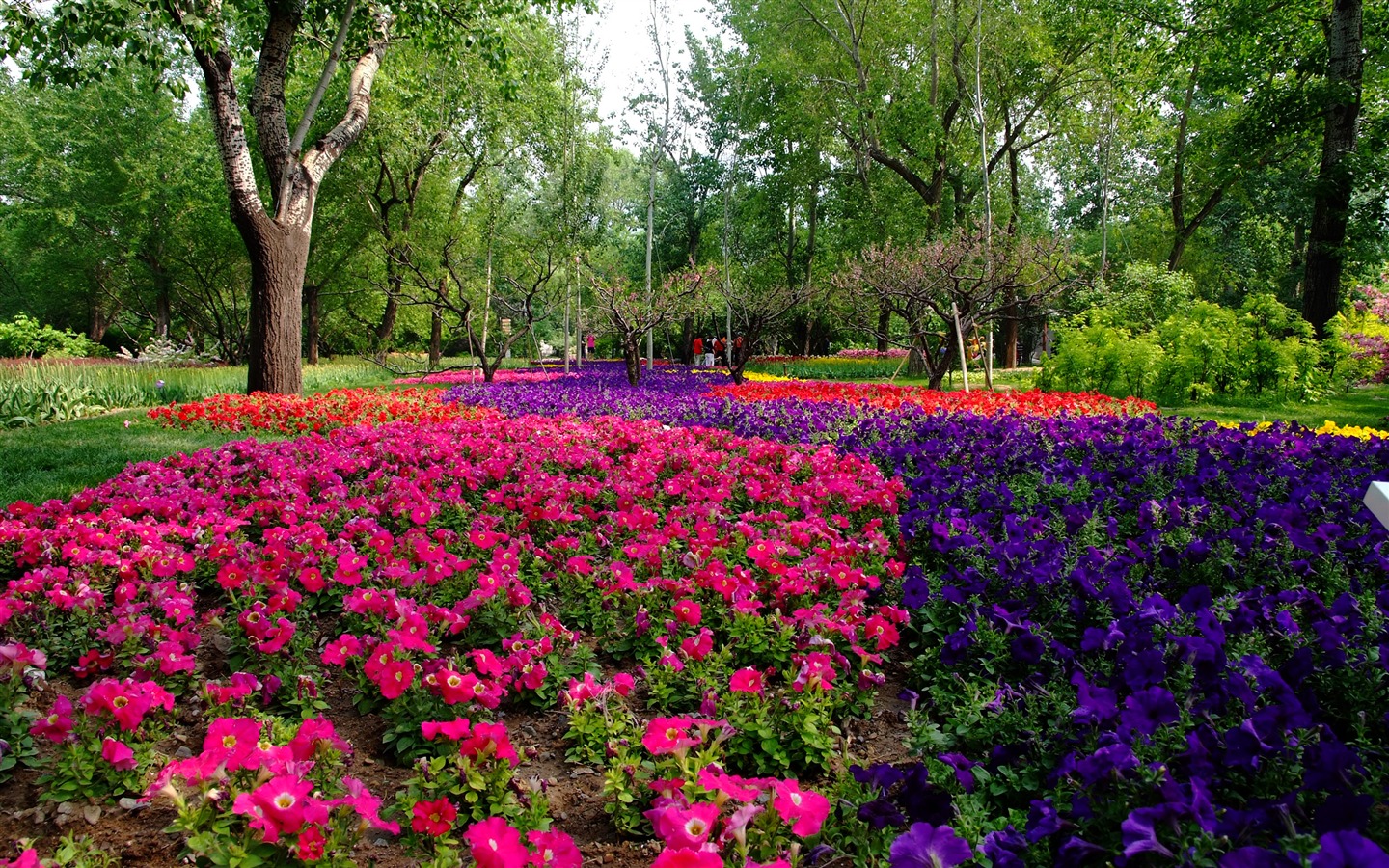 Xiangshan jardín principios del verano (obras barras de refuerzo) #10 - 1440x900