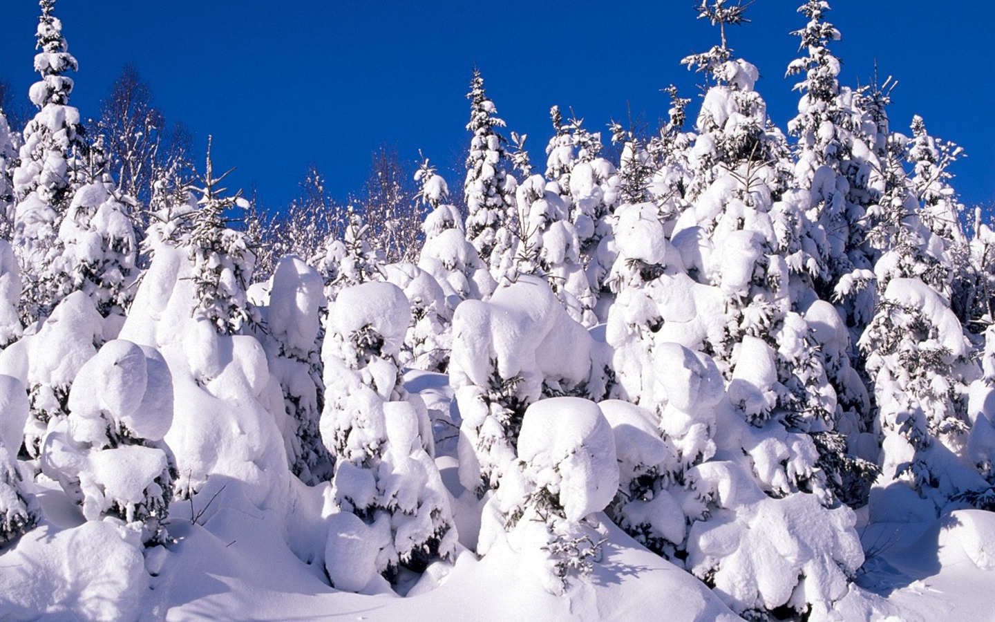 Invierno Nieve fondo de pantalla (3) #2 - 1440x900