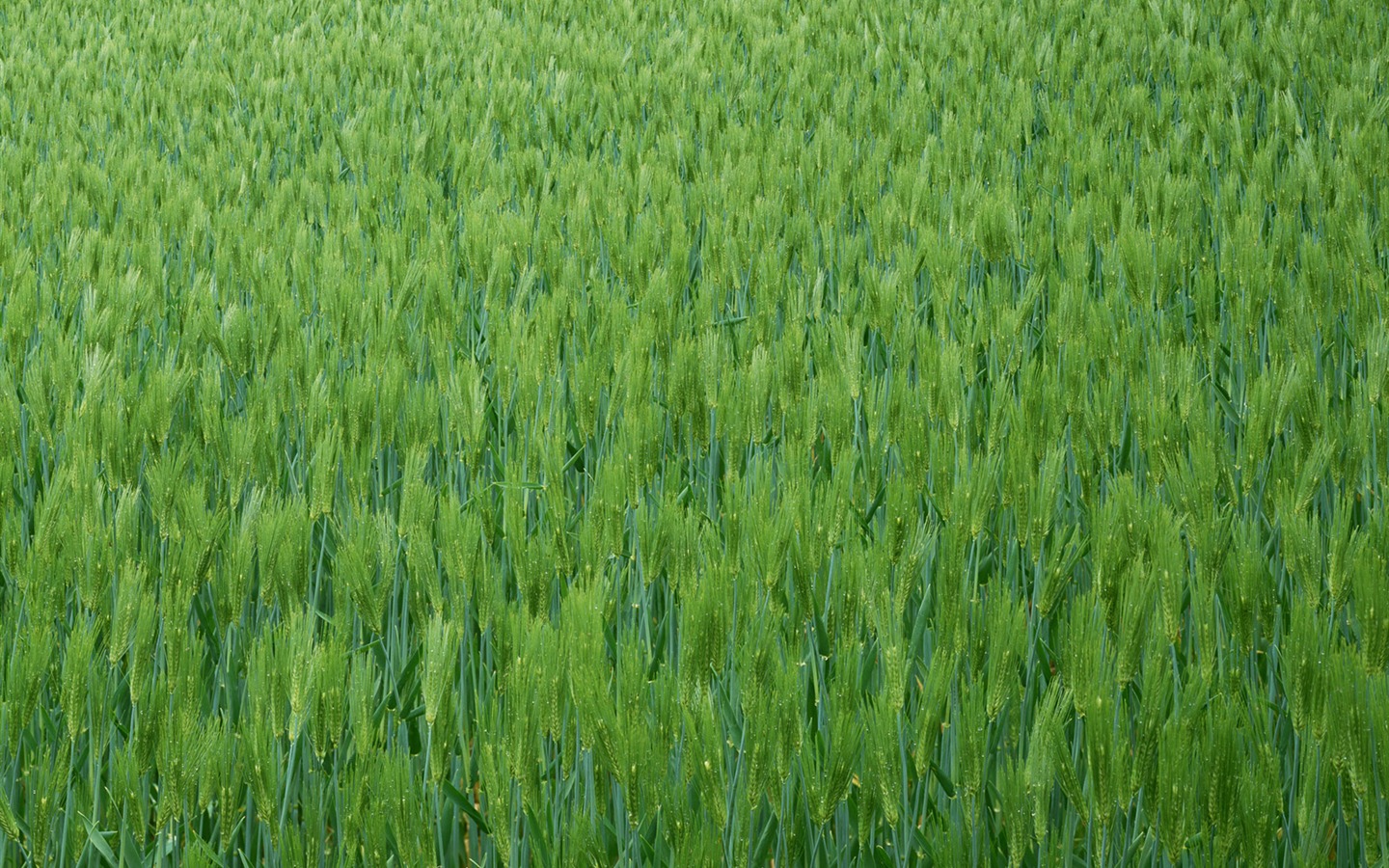 麦畑の壁紙 (2) #7 - 1440x900