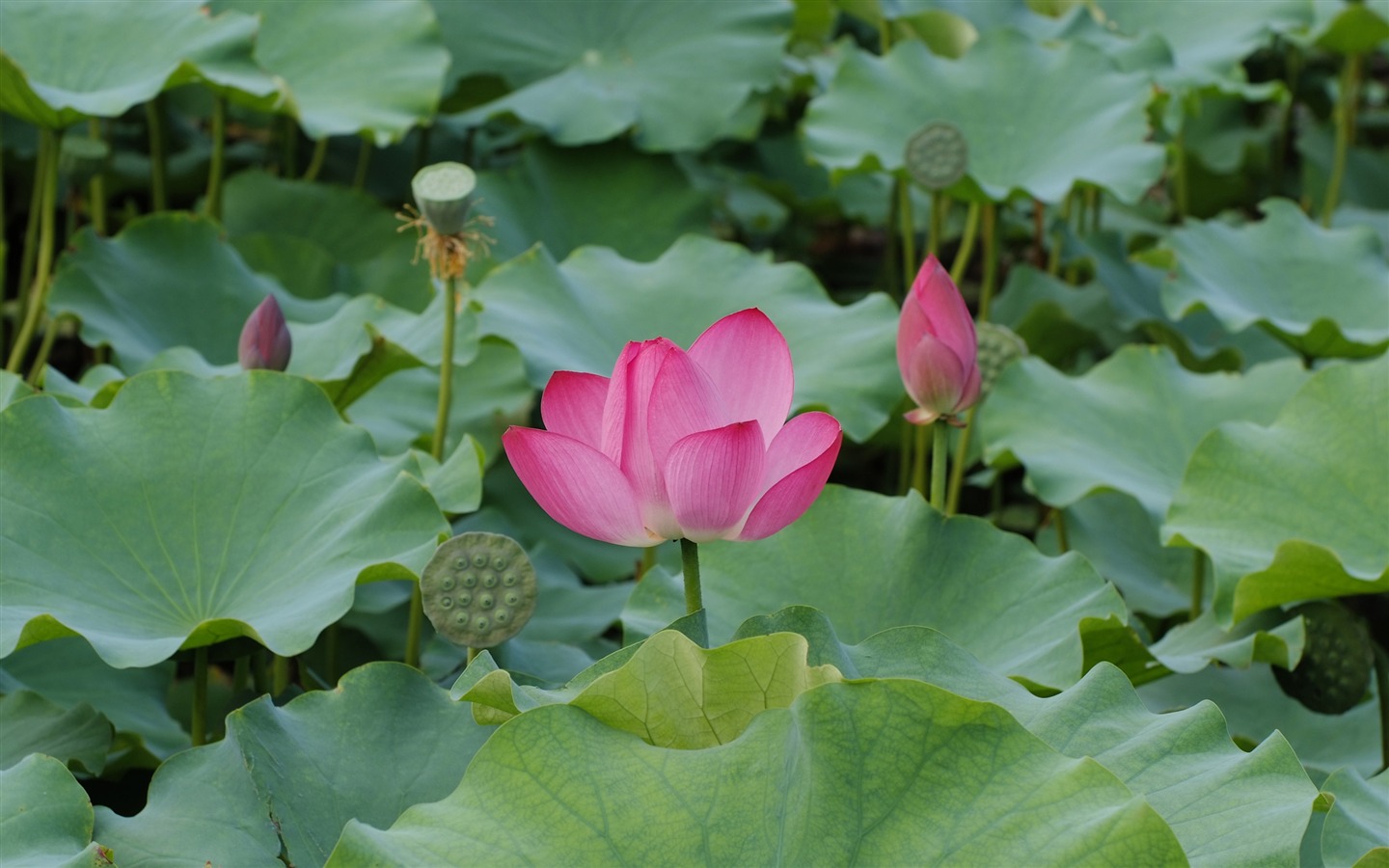 Rose Garden de la Lotus (œuvres des barres d'armature) #2 - 1440x900