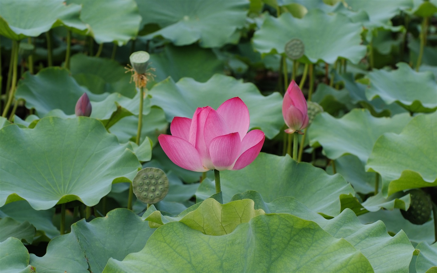 Rose Garden of the Lotus (rebar works) #2 - 1440x900