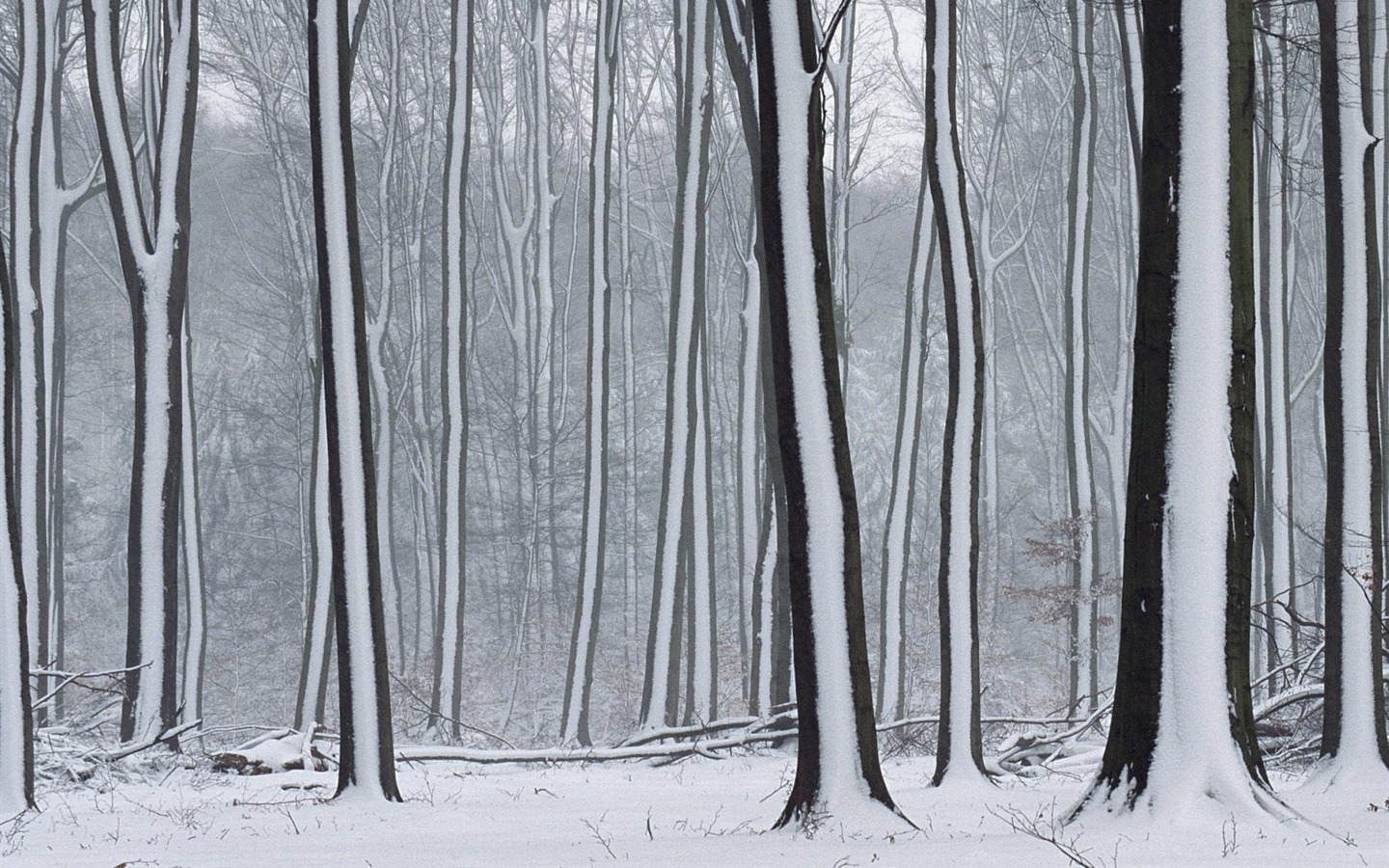 Снег Коллекция обоев (3) #9 - 1440x900
