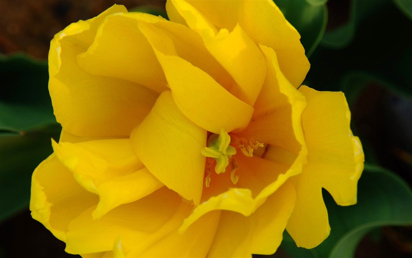 Animal Flower Macro (rebar works) #2 - 1440x900