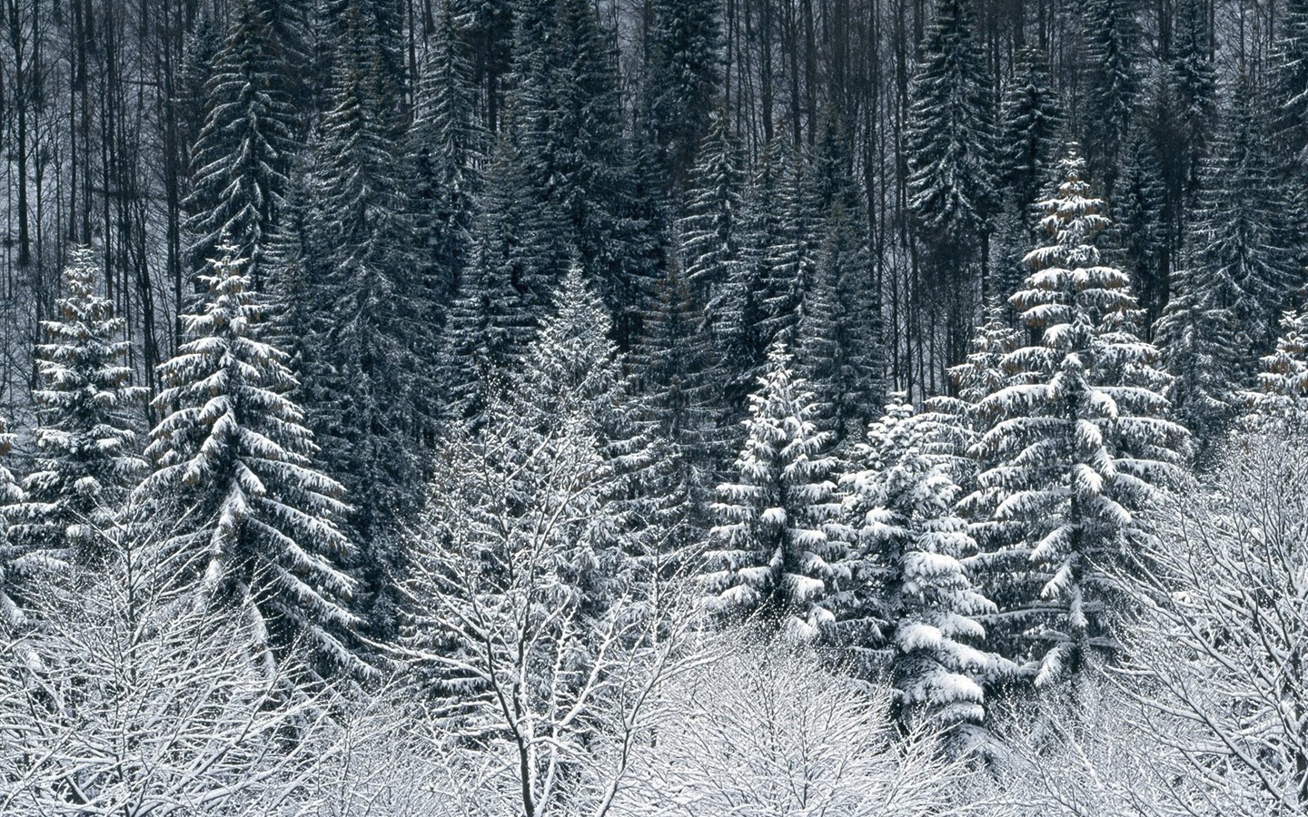 Snow Wallpaper Sammlung (4) #20 - 1440x900