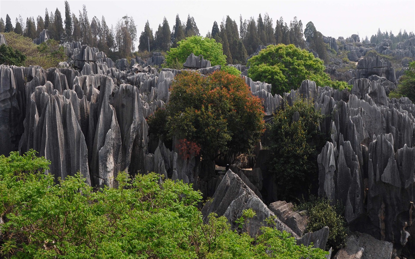 Bosque de Piedras de Yunnan en línea (1) (obras Khitan lobo) #10 - 1440x900