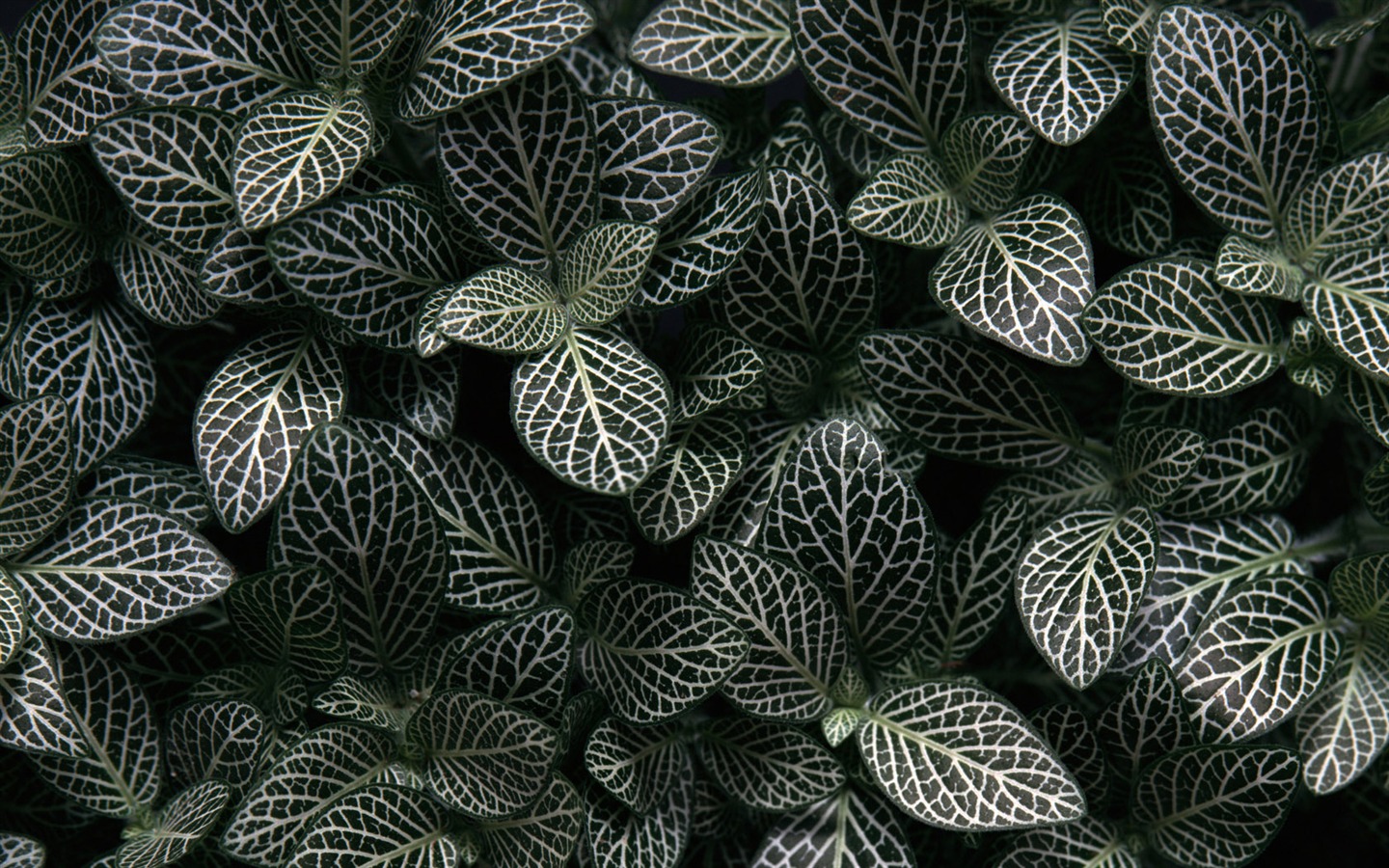 1680 fleurs vertes feuilles fond d'écran (3) #3 - 1440x900