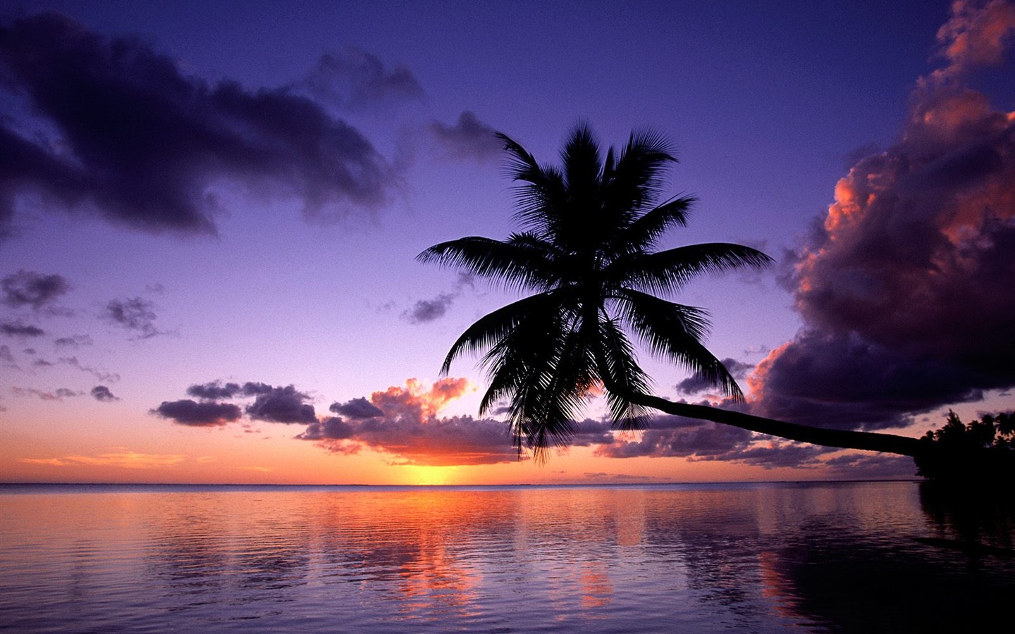 Fond d'écran Palm arbre coucher de soleil (1) #4 - 1440x900