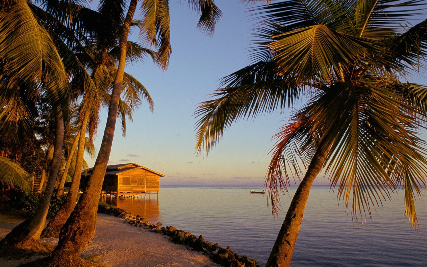 Fond d'écran Palm arbre coucher de soleil (1) #11 - 1440x900