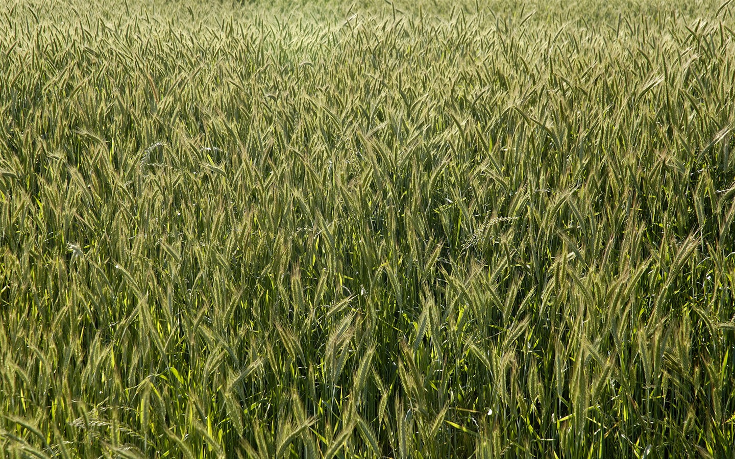小麦の壁紙 (3) #7 - 1440x900