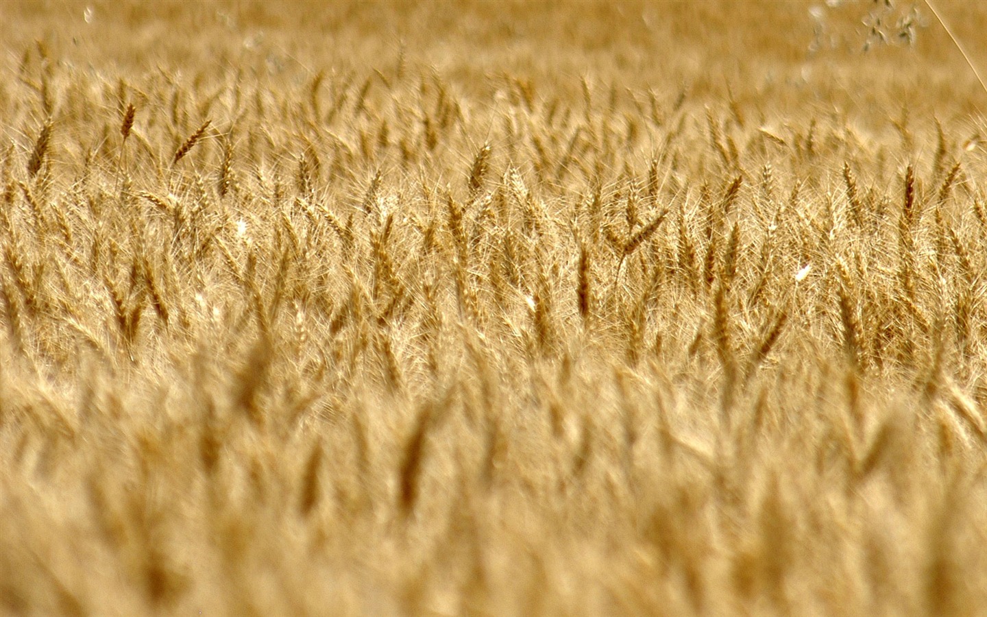 Fond d'écran du blé (3) #18 - 1440x900
