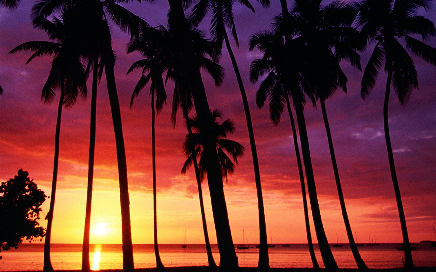 Palm tree sunset wallpaper (2) #20 - 1440x900