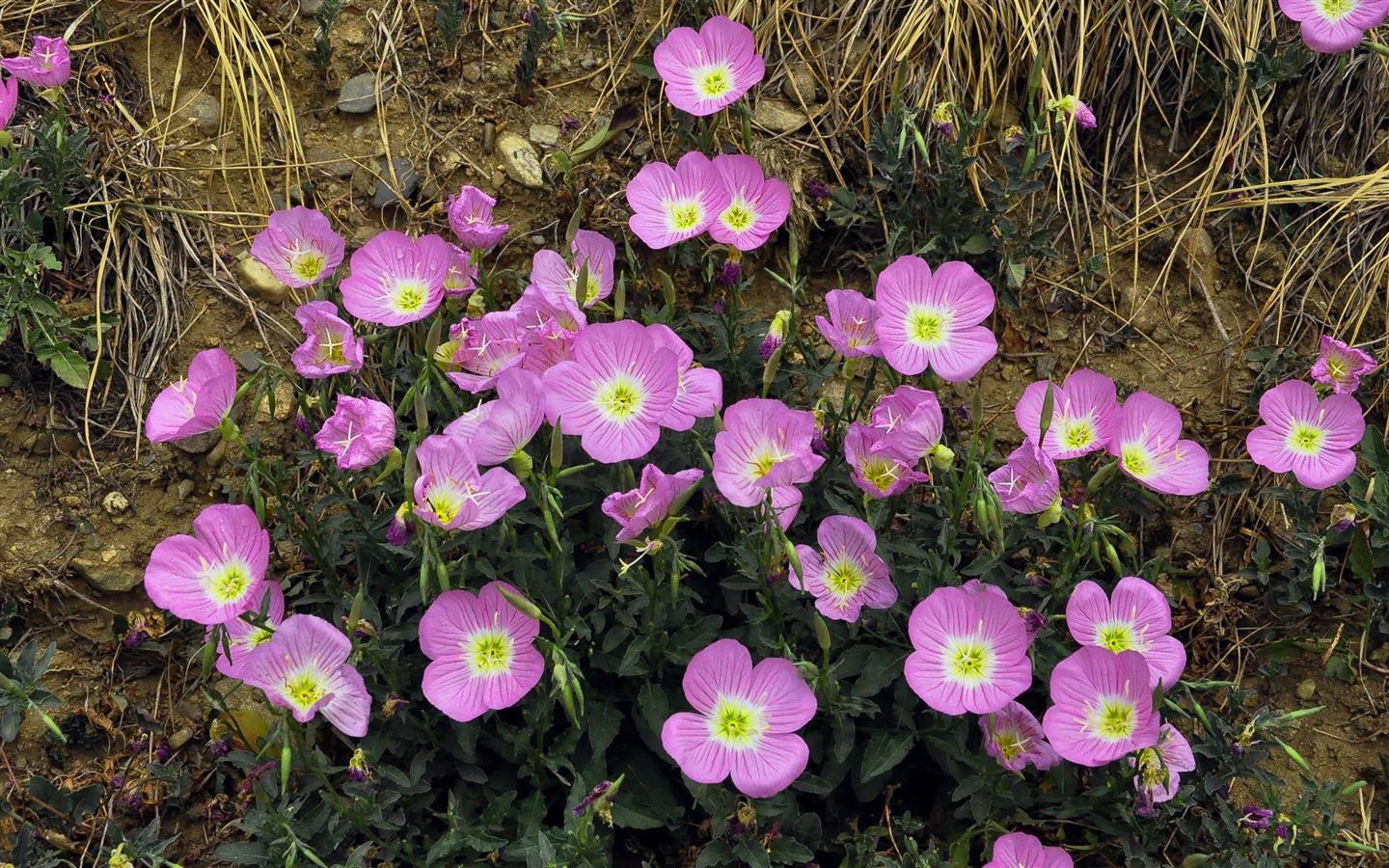 Reveal fragrant flowers (old Kang OK works) #25 - 1440x900