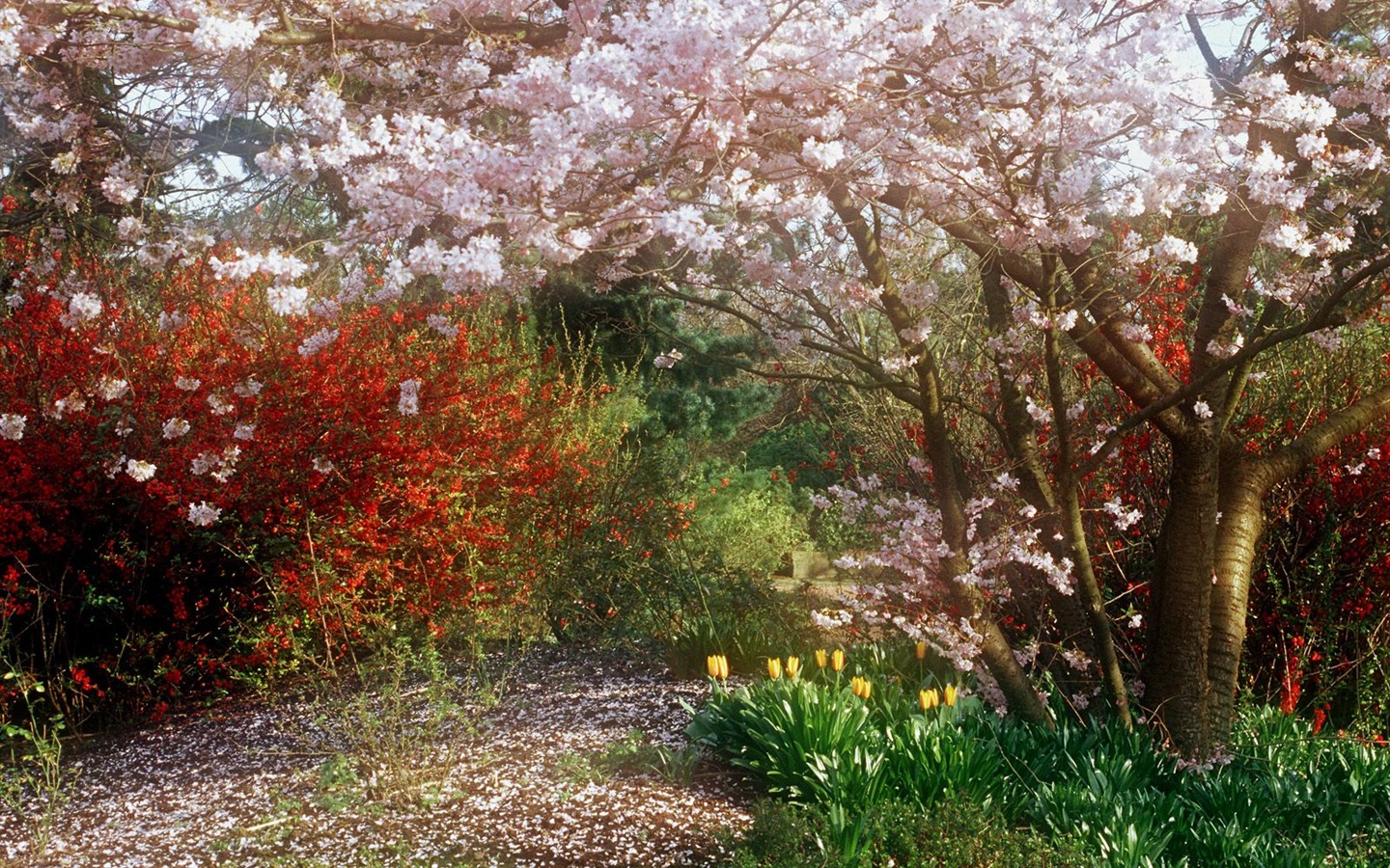 植物の木の壁紙 (4) #3 - 1440x900