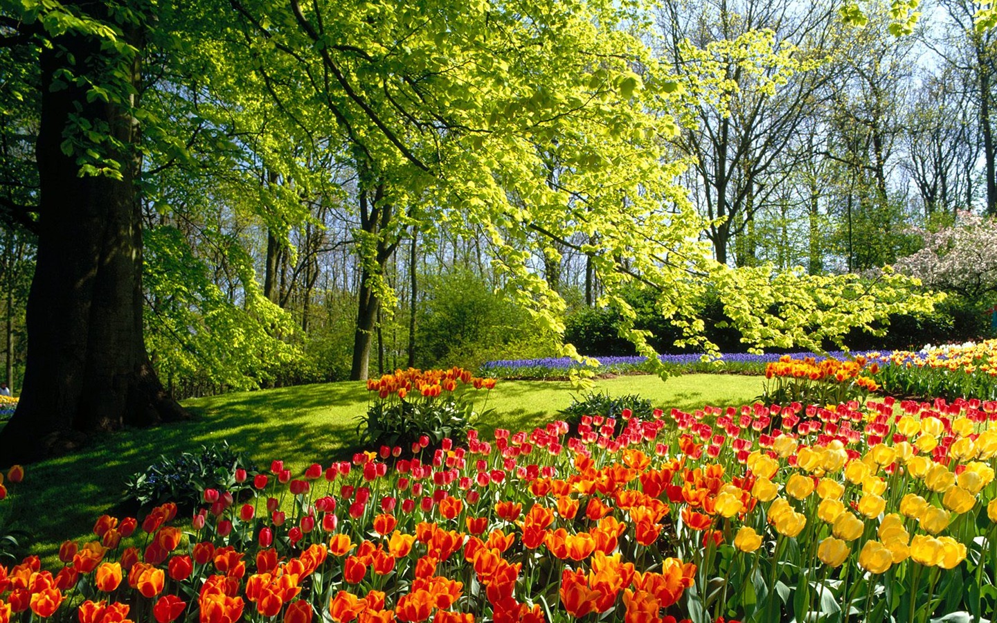 Planter des arbres fonds d'écran (5) #1 - 1440x900