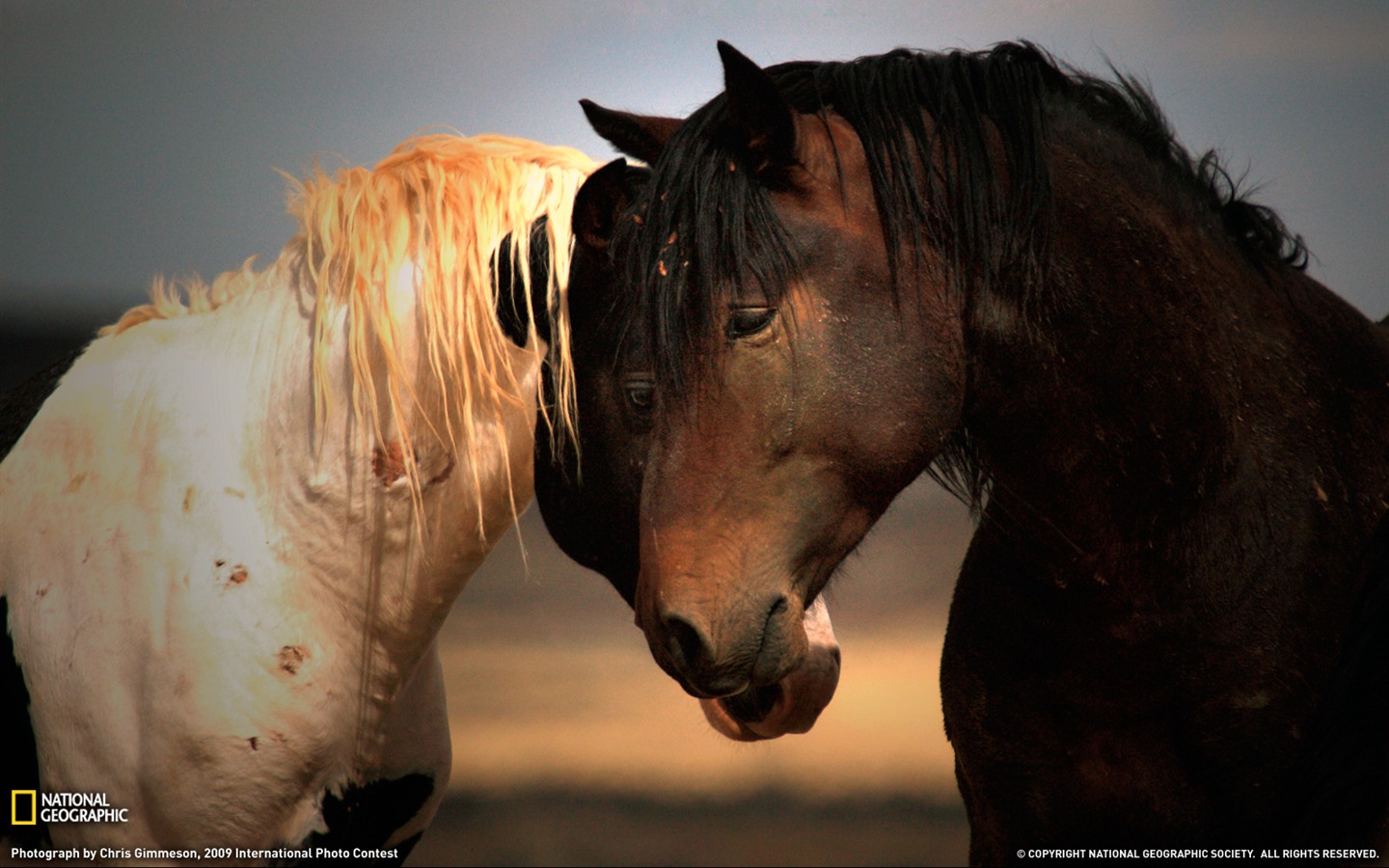 National Geographic album papier peint des animaux (1) #3 - 1440x900