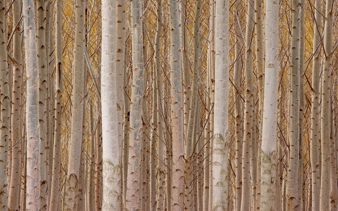 Plant trees wallpaper (7) #17 - 1440x900
