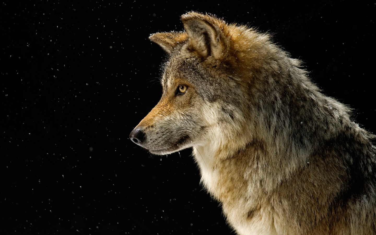 National Geographic животных обои альбом (4) #2 - 1440x900