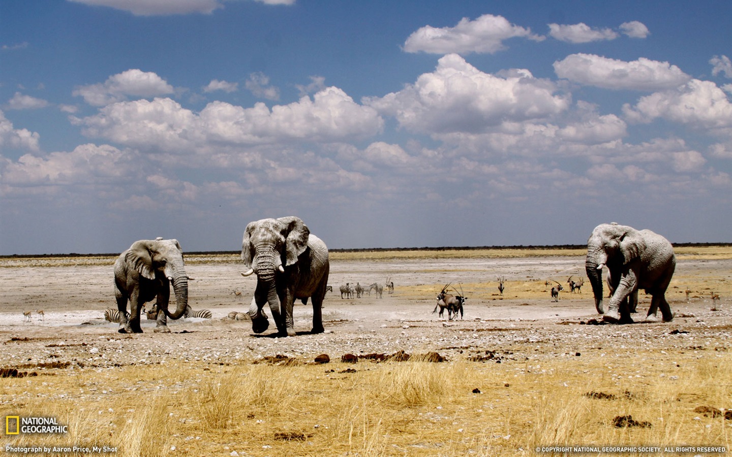 National Geographic animal wallpaper album (6) #15 - 1440x900