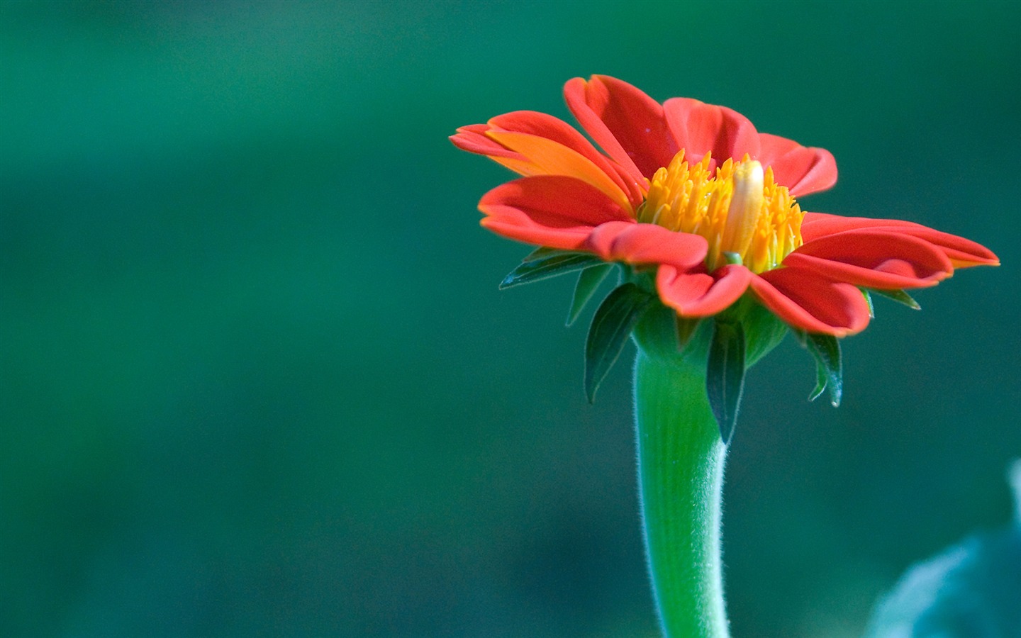 Widescreen wallpaper flowers close-up (11) #1 - 1440x900