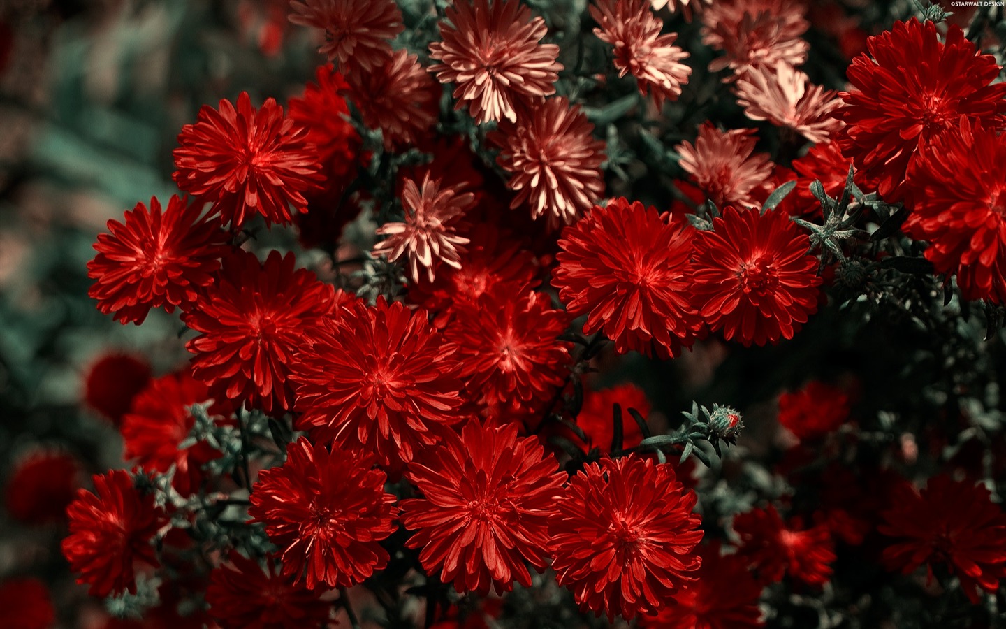 Širokoúhlý tapety květiny close-up (11) #5 - 1440x900
