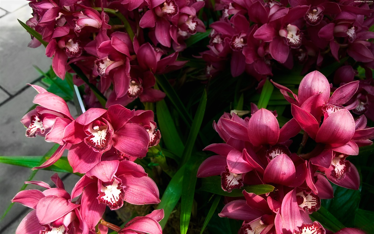 Širokoúhlý tapety květiny close-up (11) #6 - 1440x900