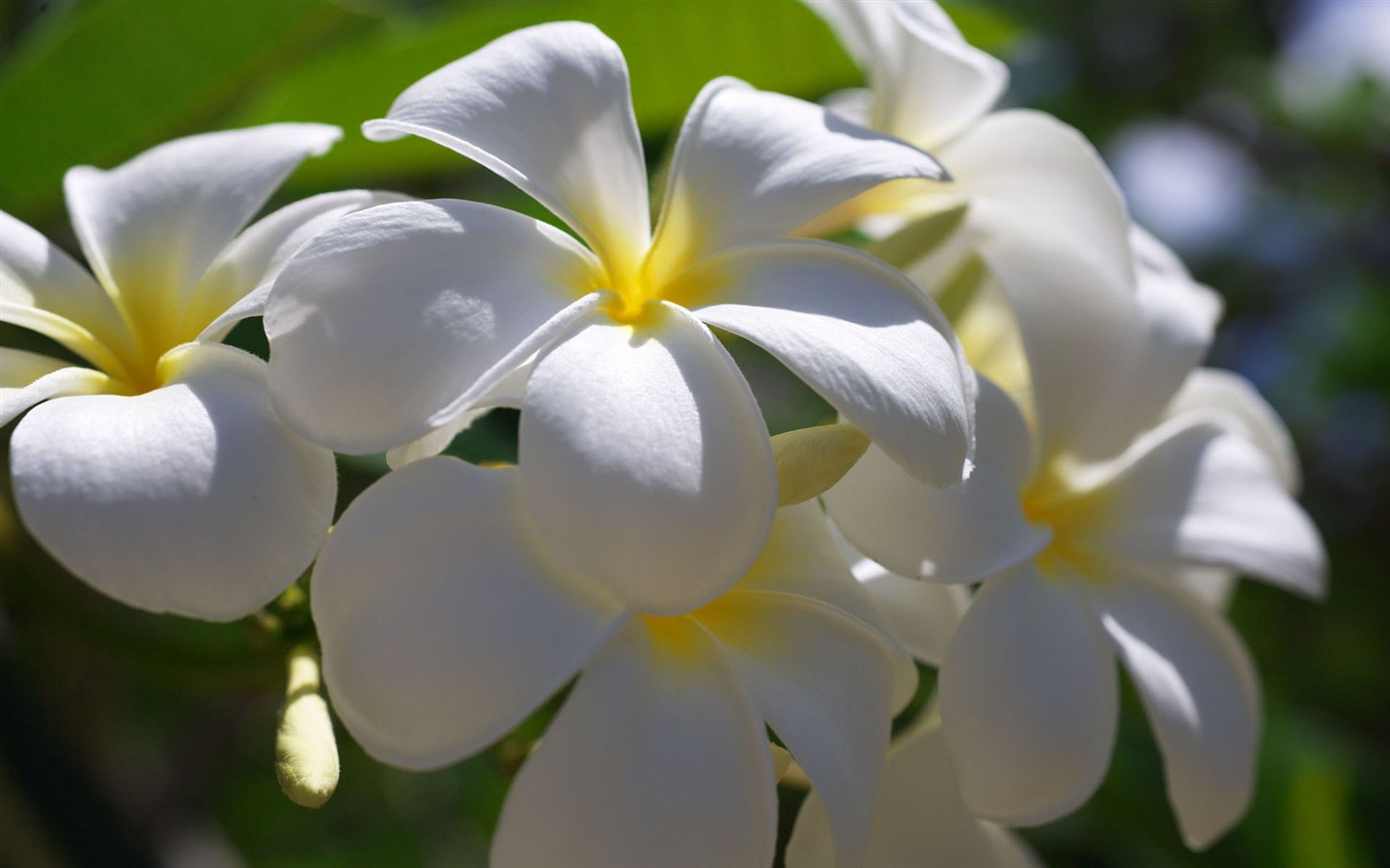 fondos de escritorio de flores con pantalla ancha de cerca (11) #11 - 1440x900