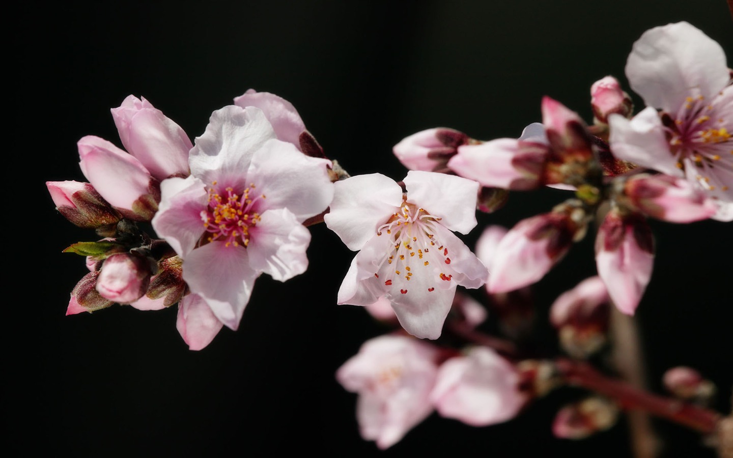 Širokoúhlý tapety květiny close-up (11) #13 - 1440x900
