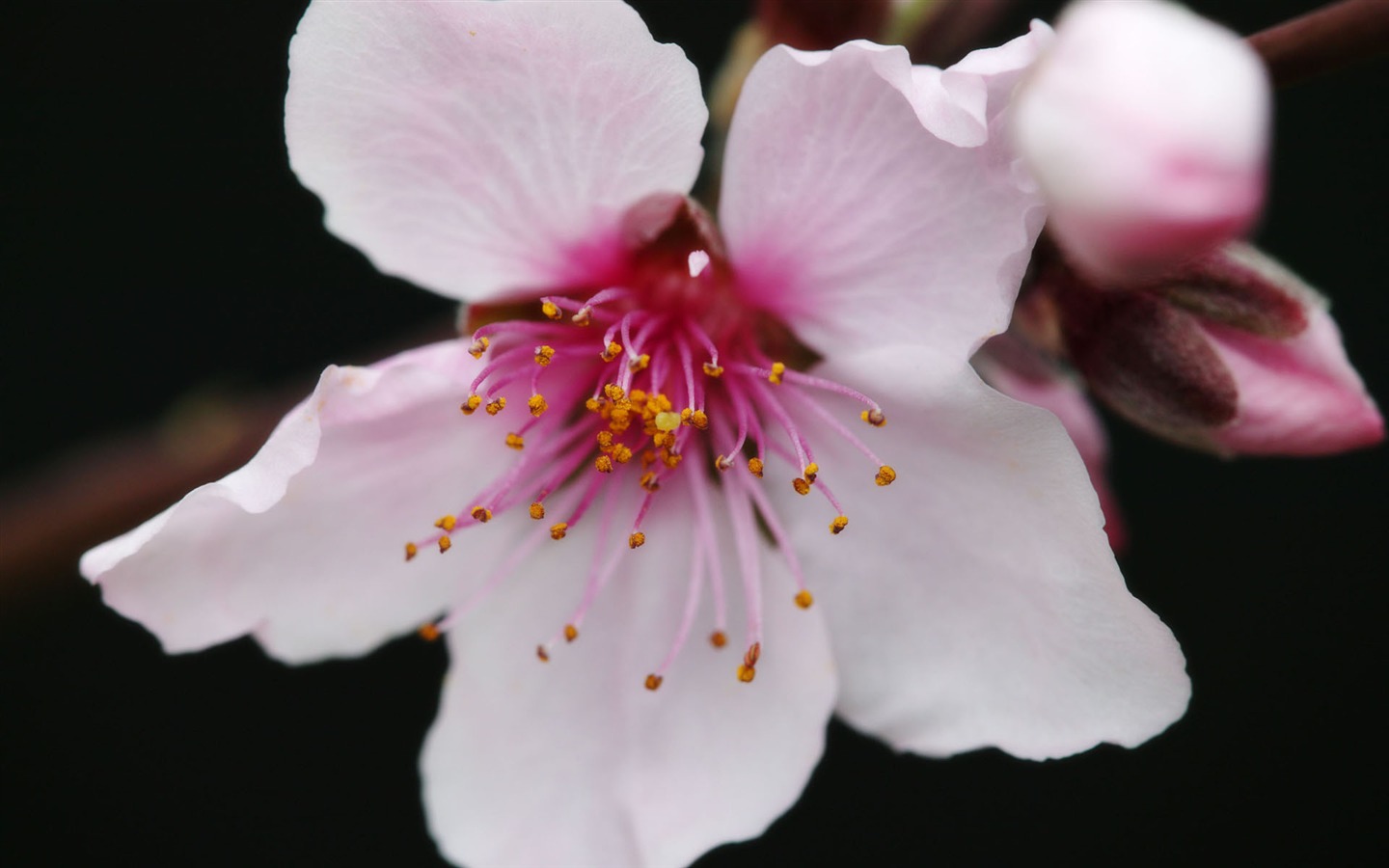 fleurs fond d'écran Widescreen close-up (11) #15 - 1440x900