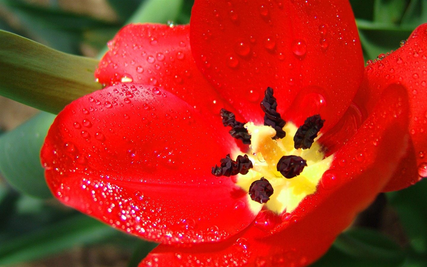 fleurs fond d'écran Widescreen close-up (11) #17 - 1440x900