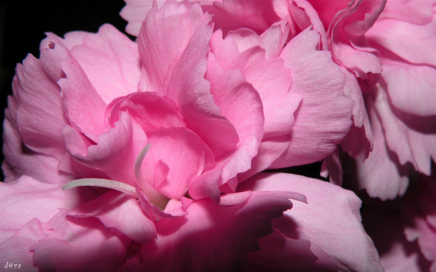 Širokoúhlý tapety květiny close-up (11) #19 - 1440x900