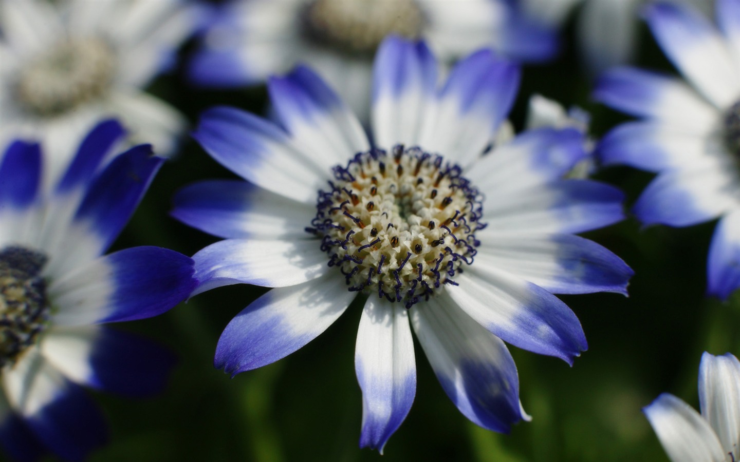 Širokoúhlý tapety květiny close-up (11) #20 - 1440x900