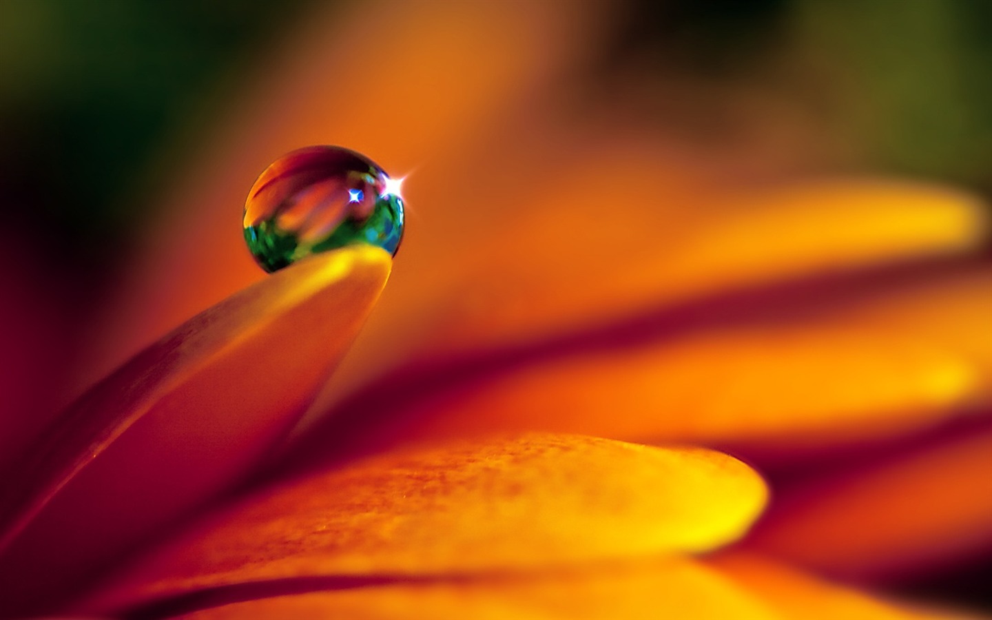 HDの壁紙の花と水滴 #1 - 1440x900