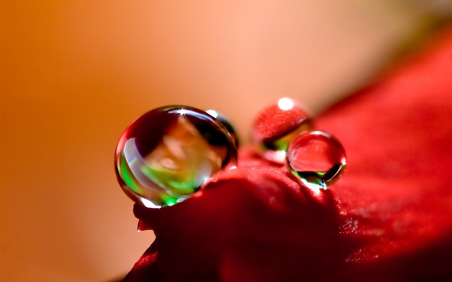 HD wallpaper flowers and drops of water #4 - 1440x900