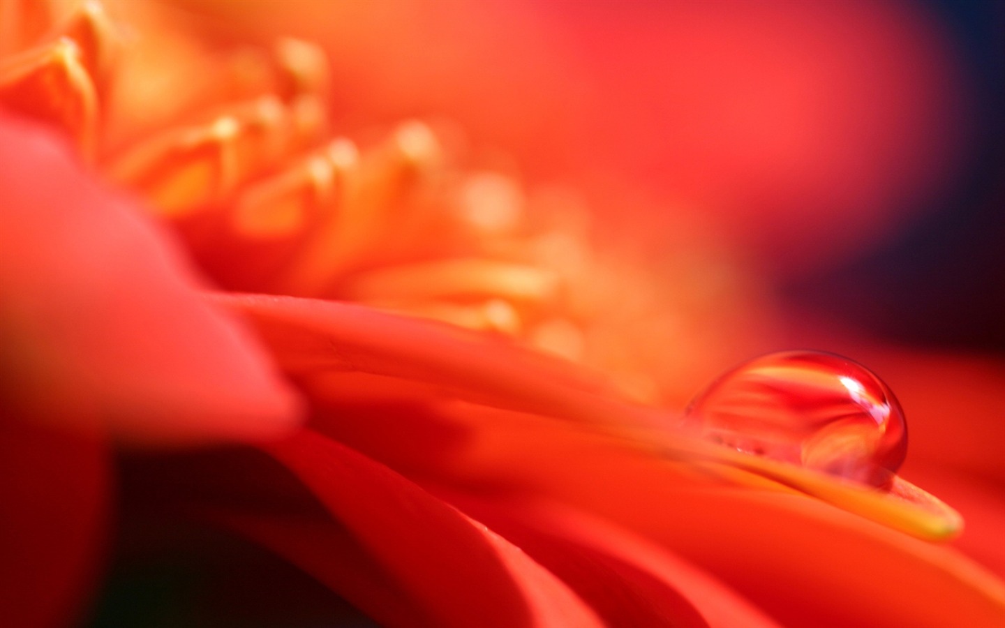 HD tapety květin a kapky vody #7 - 1440x900