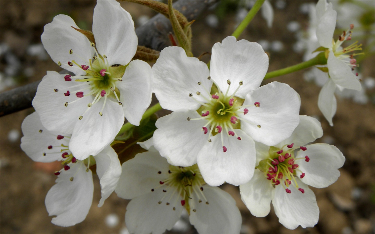 collection Fleurs photographie HD (1) #11 - 1440x900